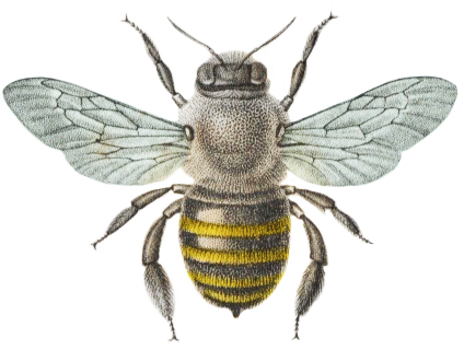 Abeille (illustration)