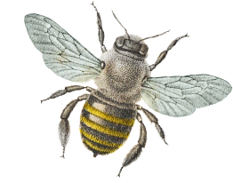 Bee (illustration)